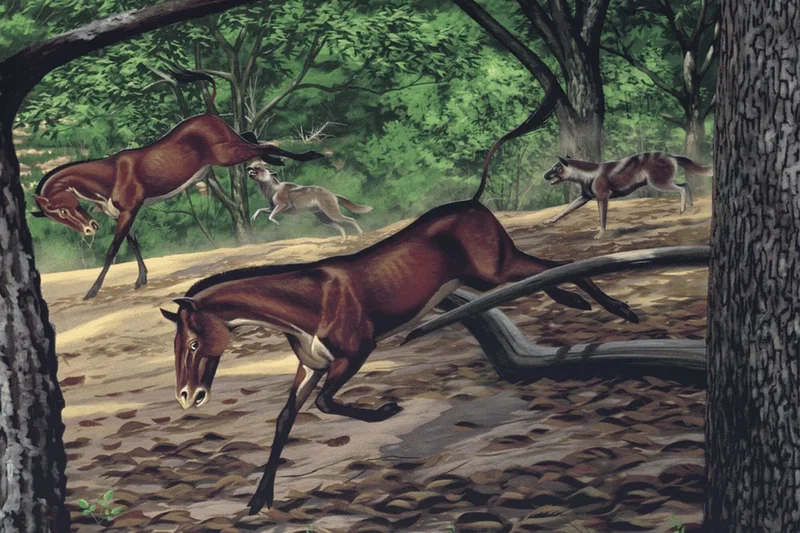 Unique and nearly-complete fossil from 30 million years ago found to be of early dog