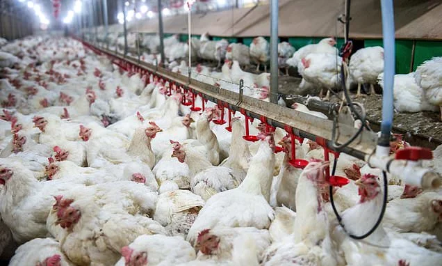 British chickens could be fuelling surge in bug linked to bowel cancer, study suggests