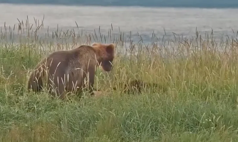 Mother brown bear kills cub on Katmai Bear Cam