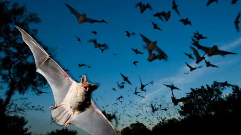 Japanese horseshoe bats change echolocation calls to beat sonar noise, study finds