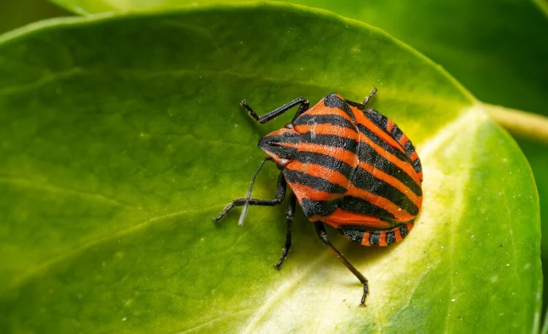 Arista patches actively exploited VeloCloud bug as CISA puts admins on the clock