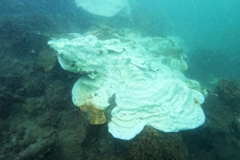 S’pore corals may come under threat in 2027 if El Nino turns strong as predicted; NParks monitoring