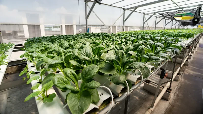 Singapore farms can tap one-off SFA grant of up to S$8,000 to cope with rising costs