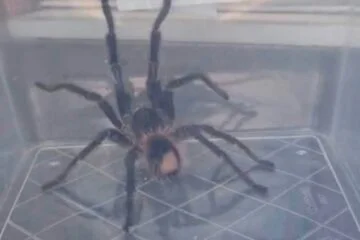 Woman finds dinner-plate sized tarantula in her garden