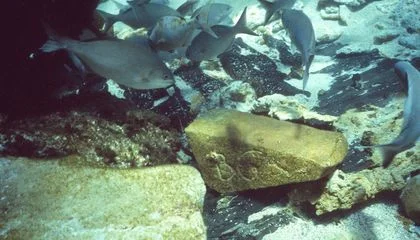 Australia’s Most Notorious Shipwreck Tells a Story of Murder, Slavery, Mutiny—and, Now, ‘Surprisingly Sophisticated’ Trade in the 17th Century