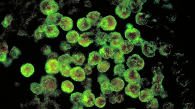 Kerala’s Kasaragod reports fresh amoebic brain infection case; 18-year-old in critical condition