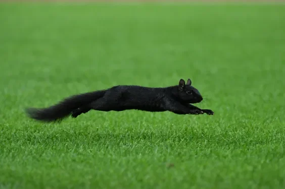 Squirrel Leads Detroit Grounds Crew On Merry Chase