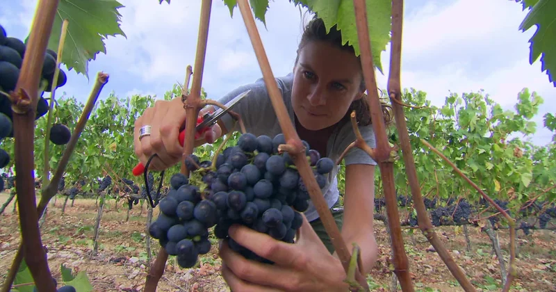 This family has been making wine for 6 centuries | 60 Minutes Archive