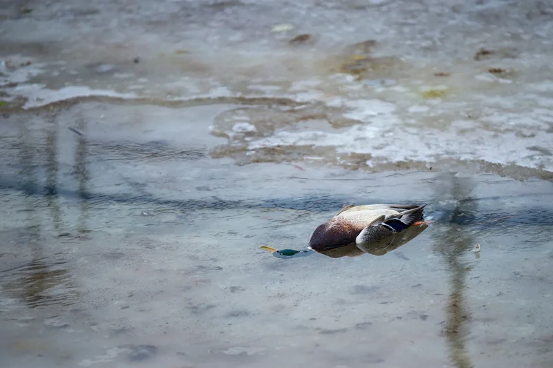 Wild bird surveillance reveals how H5Nx flu keeps returning to China