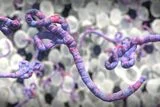 Ebola Outbreak Surpasses 3,000 Cases as First Human Vaccine Trial for Rare Bundibugyo Virus Begins