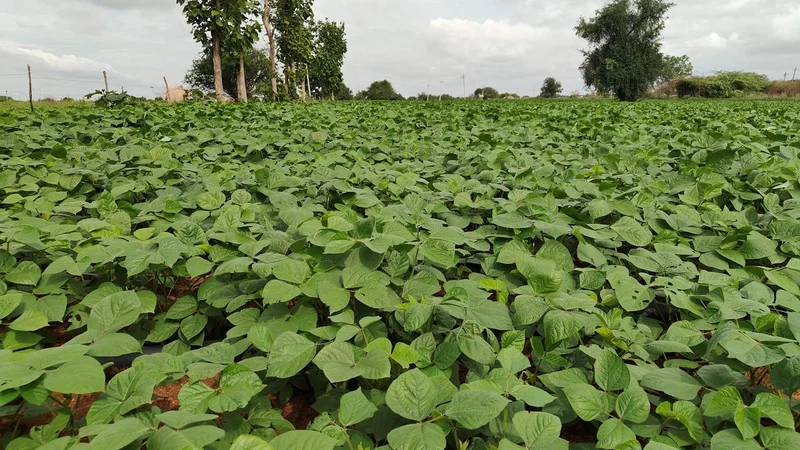 Scattered rains renew farmers’ hope for a better yield in Yadgir district
