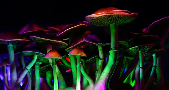 Psychedelics Might Not Have Evolved to Get Humans High