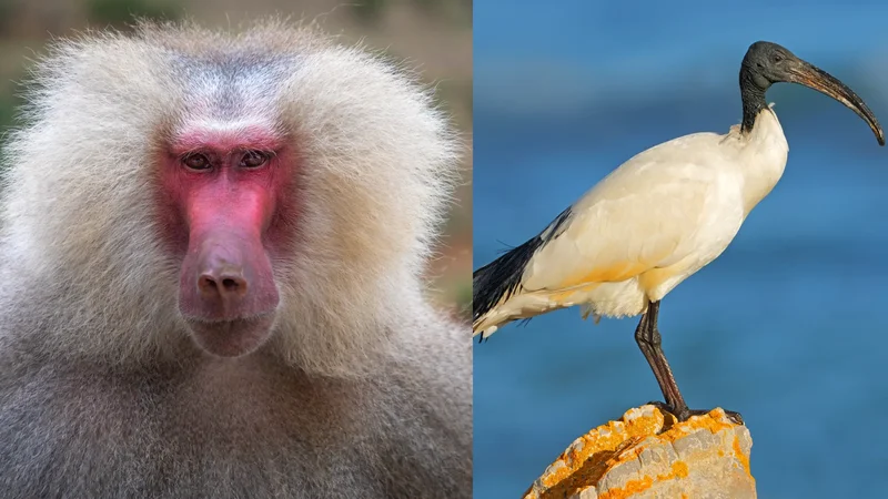 Ancient Egyptian god of magic is sometimes a bird, sometimes a baboon. Now we know why.