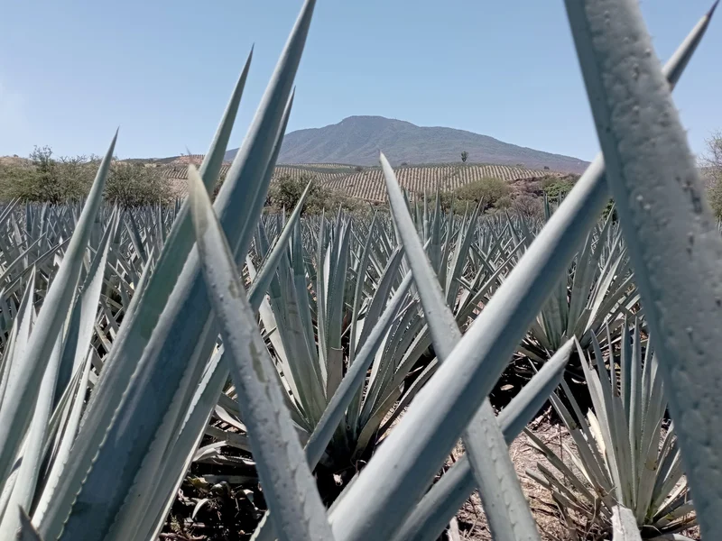 Tierra Mezcal Fest Brings 40 Masters to Toluca
