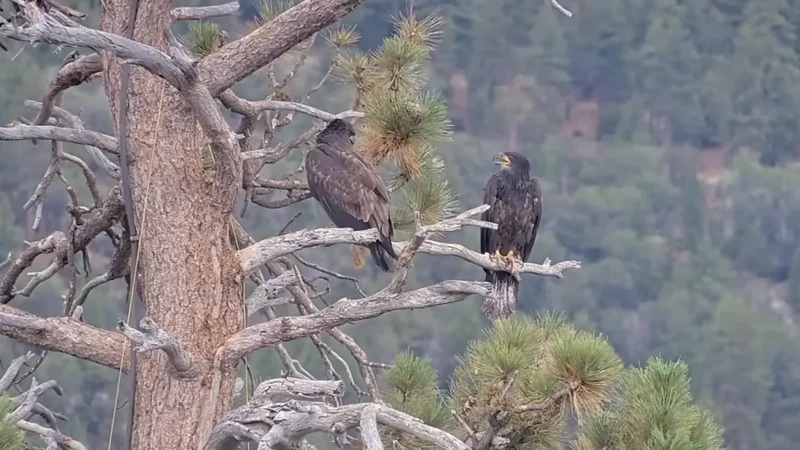 Why Jackie and Shadow’s home is the place to be for young eagles