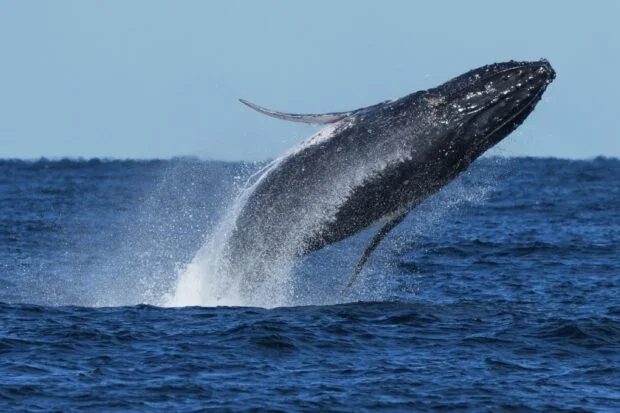 Whale supergroup shows rebound from hunting but Iran war endangers them