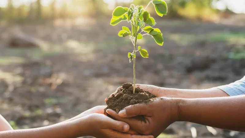 GBA’s plantation drive draws 236 requests for over 43,000 saplings ahead of deadline