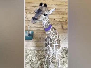 WATCH:  Premature giraffe calf born via emergency C-section