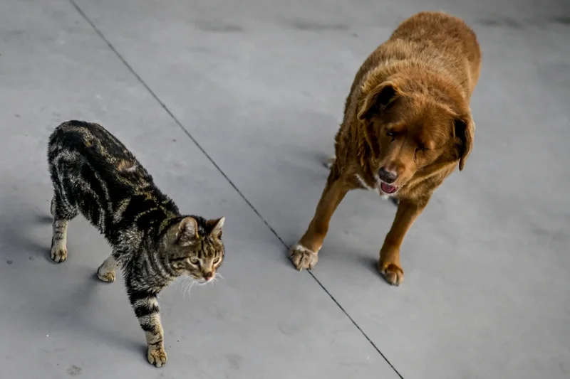 Superbug rated ‘priority 1’ in WHO watchlist is jumping between pets and humans, study shows