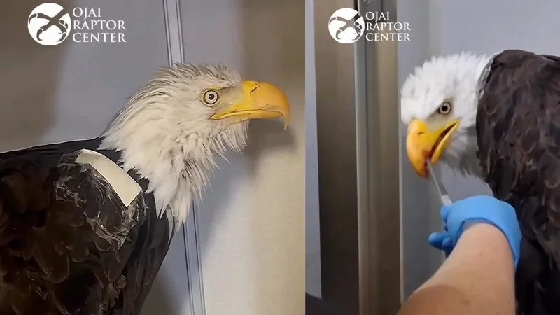 Bald eagle Jackie ‘more feisty’ during feedings, still in critical condition