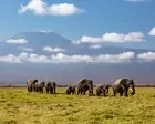 Kenya investigating unexpected deaths of 15 elephants in national park
