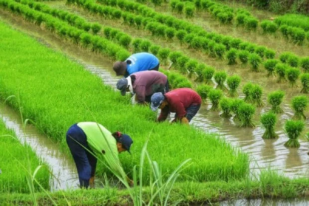 Senate passes agri bills in aid of farmers, fisherfolk on 3rd reading