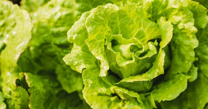 Cyclospora outbreak linked to iceberg lettuce expands to 4 more states