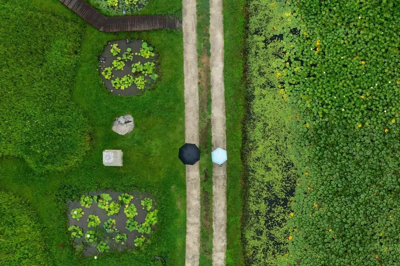 Chollipo Arboretum: Where plants are the true masters