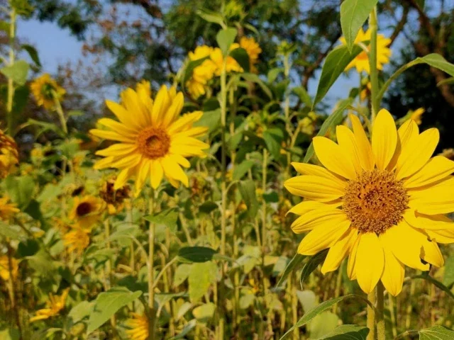 Chinese researchers develop programmable plant immunity system
