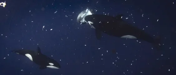 Orcas Are Kerploding Sunfish Into A Thousand Pieces