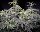 ‘Prioritising profit’: Australians regularly prescribed medicinal cannabis with very high THC levels
