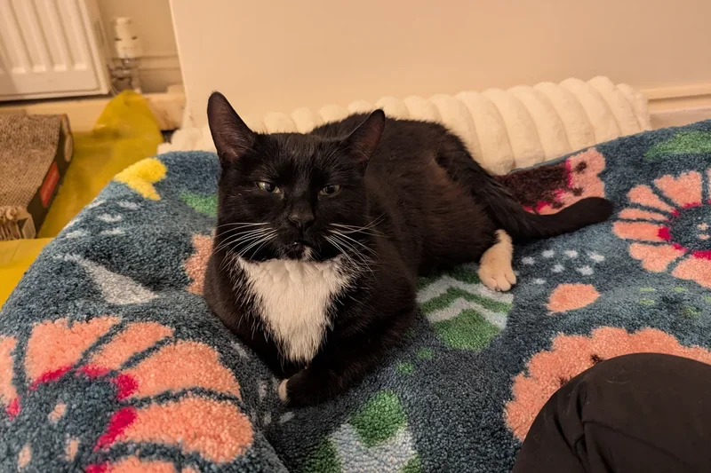 Former lawyer’s court fight over body after mystery death of cat seized by RSPCA in police raid