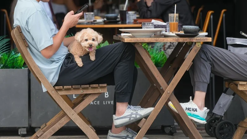 Restaurants slam dog-friendly licence policy over outdoor dining restrictions