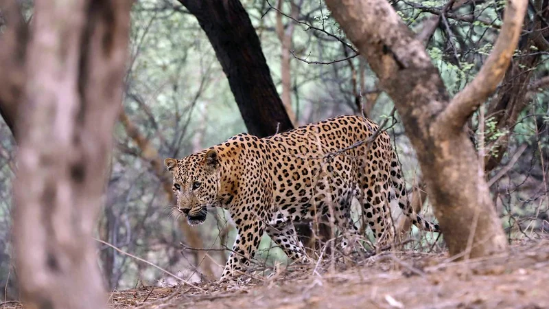 Leopard that attacked poultry captured in Forest dept cage in Kerala’s Thrissur