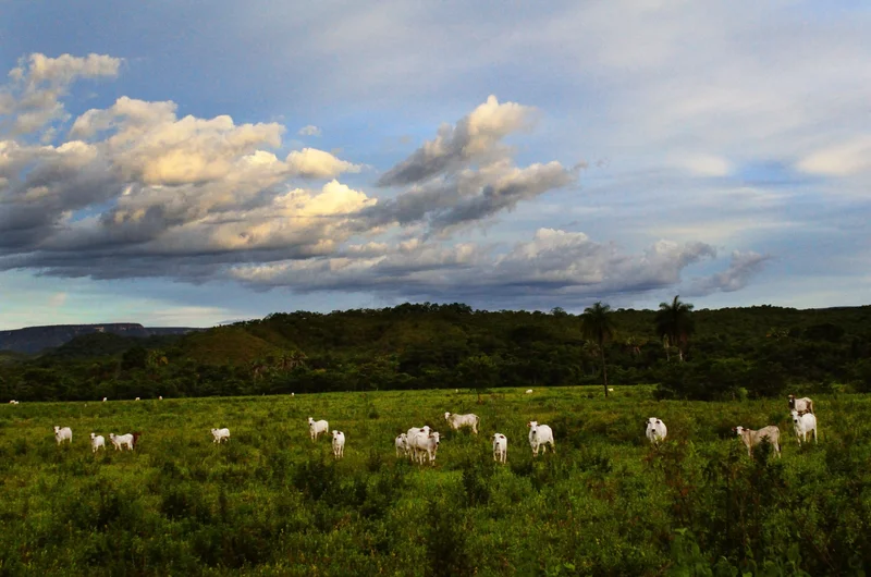 Northeast Brazil Wins New Beef Plants and Shoe Factories