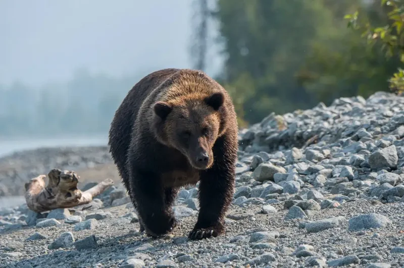 Woman injured in bear attack while hiking with friend, 3 dogs in Alaska
