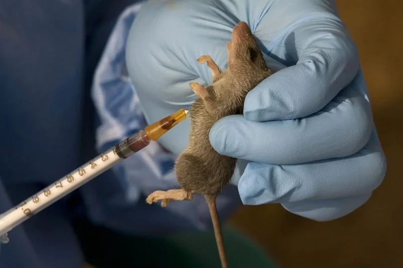 Benue confirms one Lassa fever case, records no death in one month