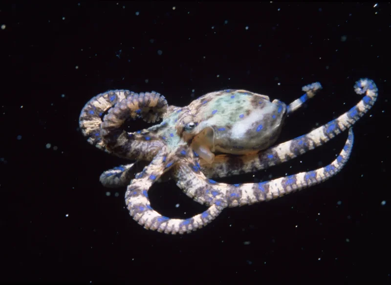 A unique cellular trick may explain octopus intelligence