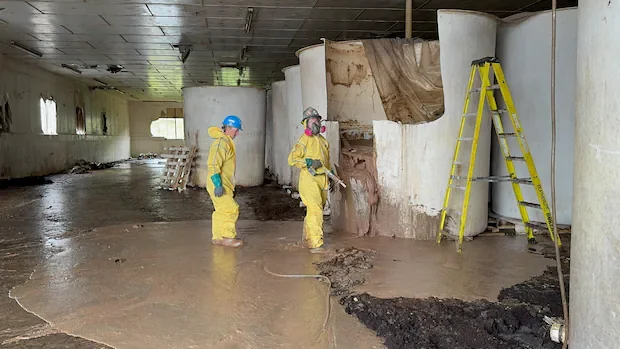 Decades in the making, work begins to remove rotten fish sauce from St. Mary's, N.L., plant