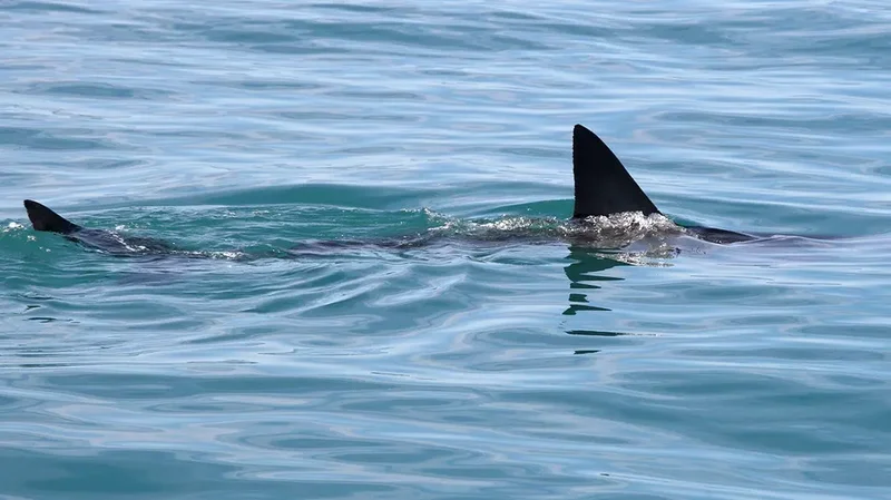 Shark Week puts shark bite survival in focus with ER doc's expert tips