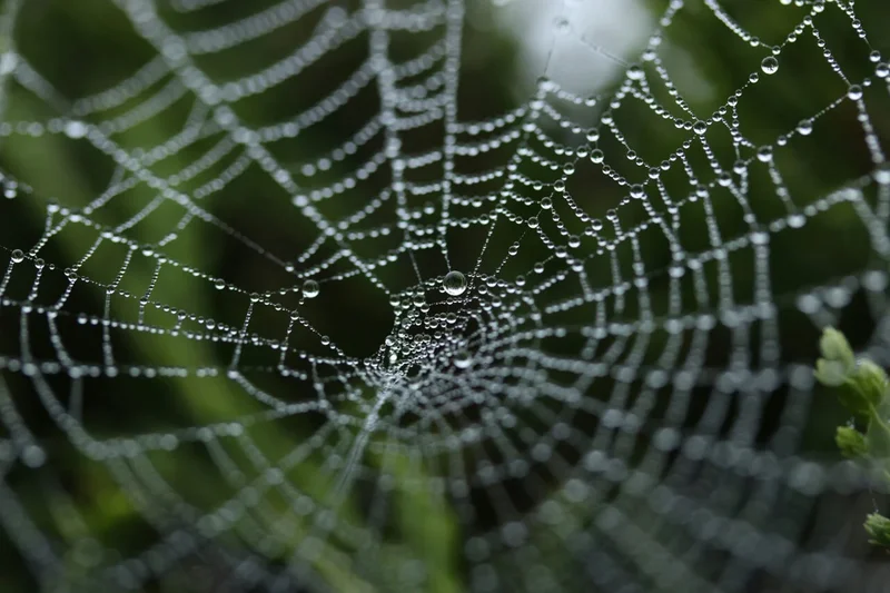 Why Did It Take So Long for the Web to Get Its Own Domain Name?