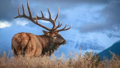 Heading to a National Park? Watch Out for Elk. They Attack People Way More Often Than Bears Do, According to a New Study