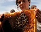 ‘Scandalous, irrational and irresponsible’: French beekeepers’ fury at lifting of pesticides ban