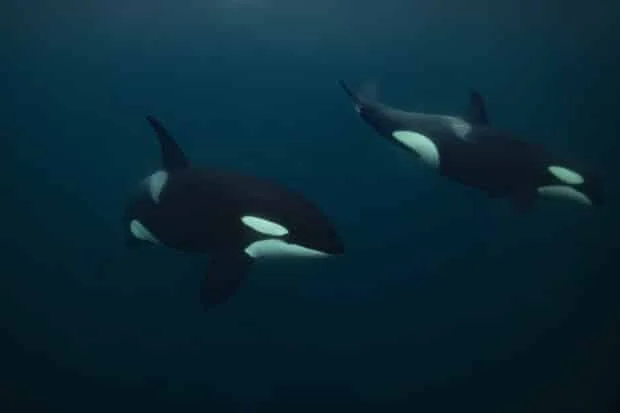 Killer whales: Orcas blow fish to bits 'for fun,' study finds