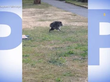 WATCH:  Jimothy the raccoon becomes a viral star