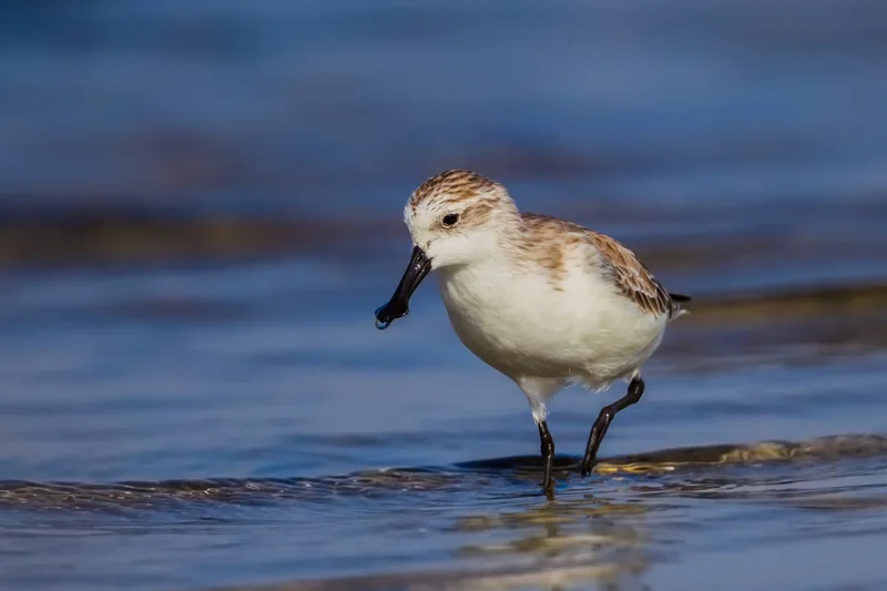 More than half of the world’s migratory bird species are declining