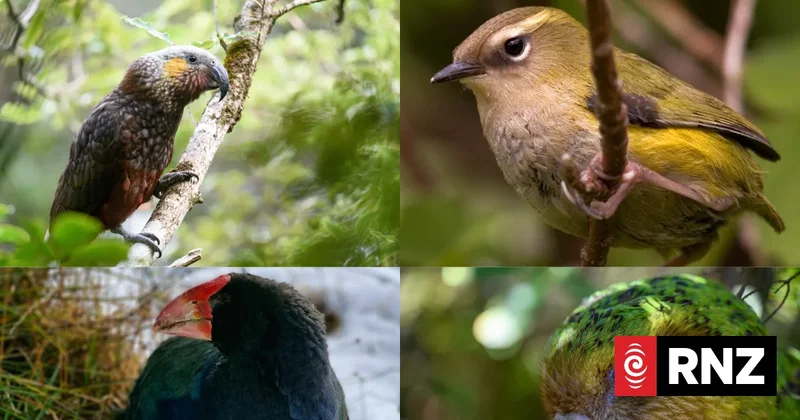 Forest & Bird announces election dates for 2026 Bird of the Year