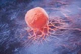 Cancer Thrives by Evading Cell Death &mdash; Cattle Cells Could Help Researchers Fight Back