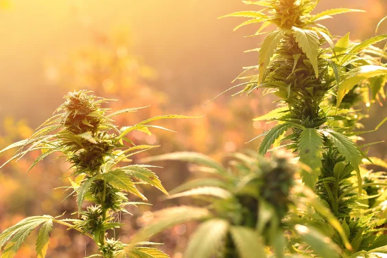 Frequent Cannabis Use Linked to Higher Morning Stress Hormone Levels