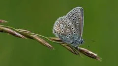 Residents urged to join nationwide butterfly count